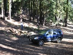 The CRV In the Woods