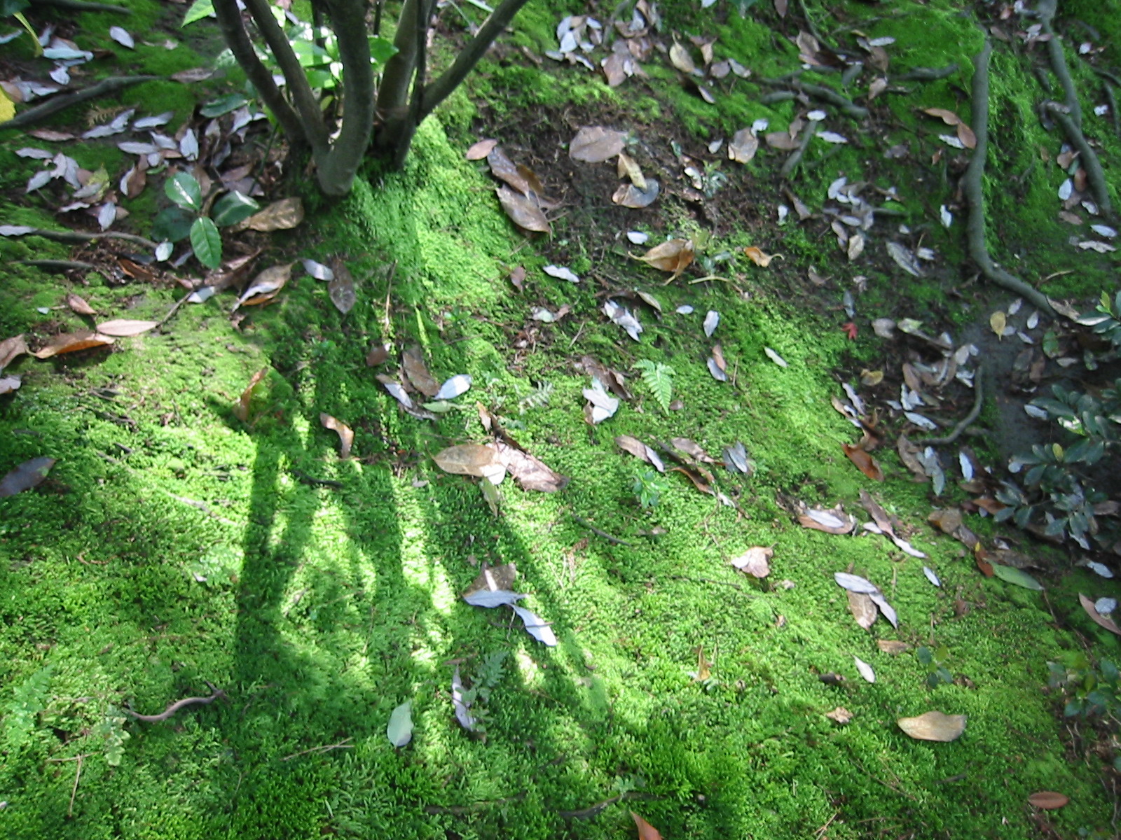 SunlightInGyokusenenNiwa.jpg