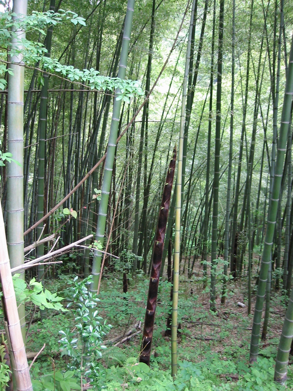 TakeMori2.jpg