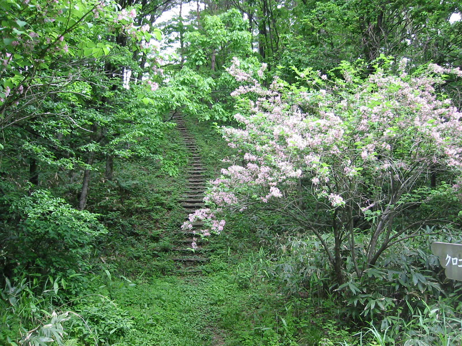 CampBlossoms.jpg