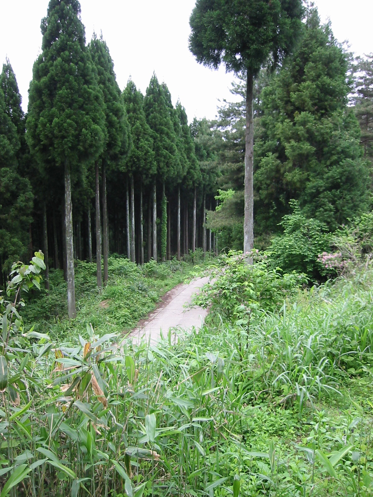 TheRoadToCamp2.jpg