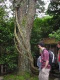 350-year-old Korean Pentaphylla pine
