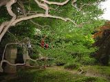 Tree with backlit leaves