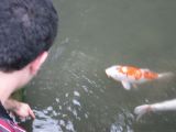 GyokusenenCarpPond3.jpg