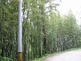 Bamboo forest