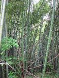 Dense bamboo