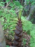 Bamboo shoot