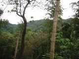 Trees and ridge line