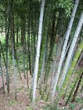 Light bamboo