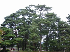 Tree canopy