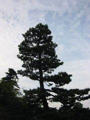 Arced tree in profile