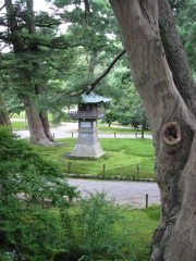 Lantern behind tree