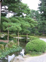 Straight trees in pond