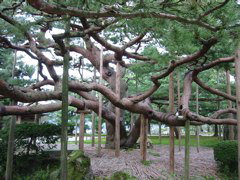 Twisted tree