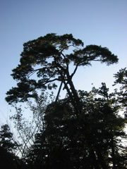 Tree crown in profile