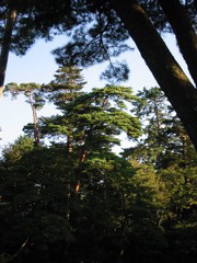Kenrokuen pines