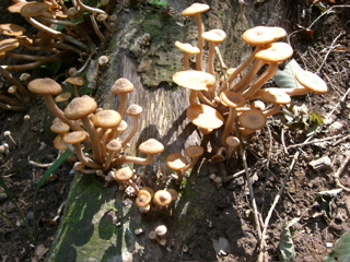 Mushroom Bunches 3