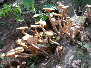 Mushroom Bunches 4