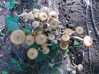 Mushroom Bunches 1