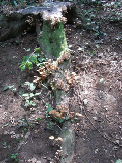 Mushroom Bunch Branch