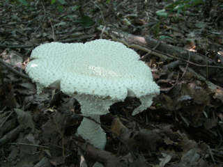 Mushroom 3