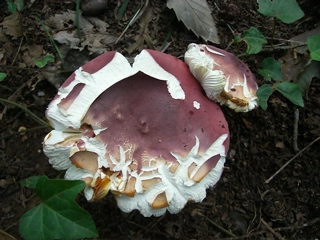 Mushroom 4